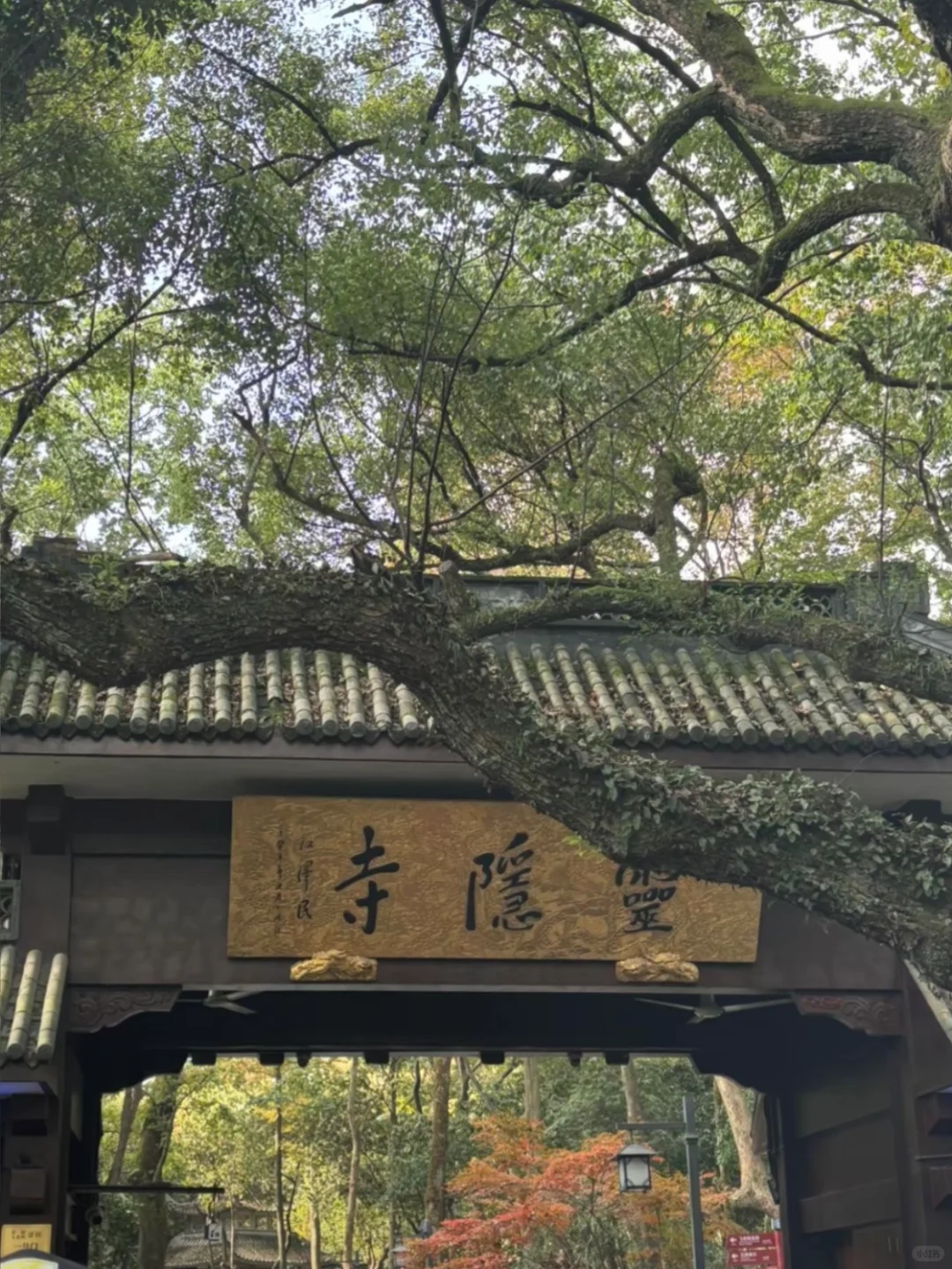 每个来杭州的朋友都会被我带来这里......