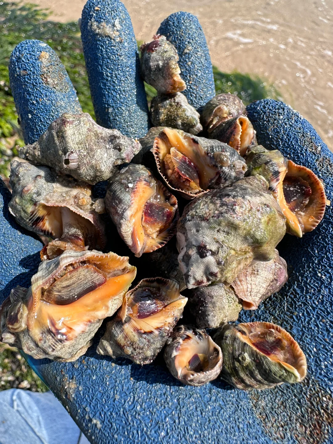 免费赶海‼️开车直达🚘小朋友轻松爆桶🦀️