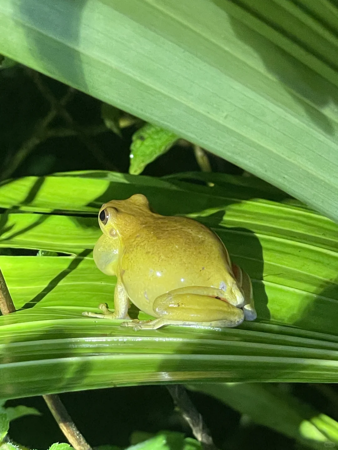 哥斯达黎加5日游小攻略🇨🇷