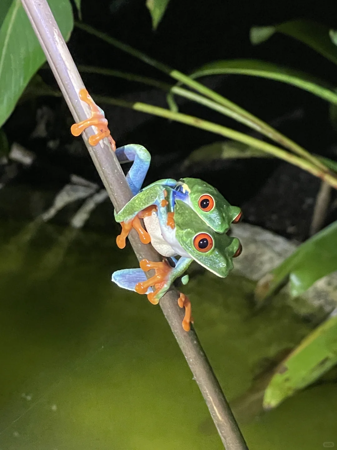 哥斯达黎加5日游小攻略🇨🇷