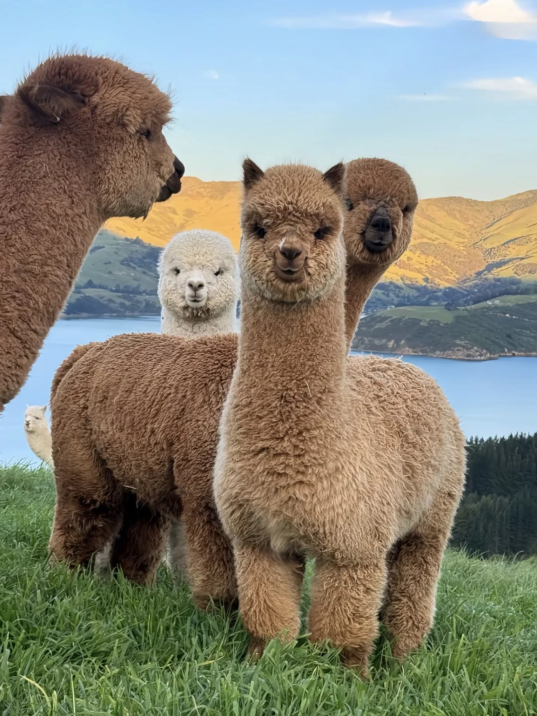 迄今为止，我最爱的国家出现了！！！