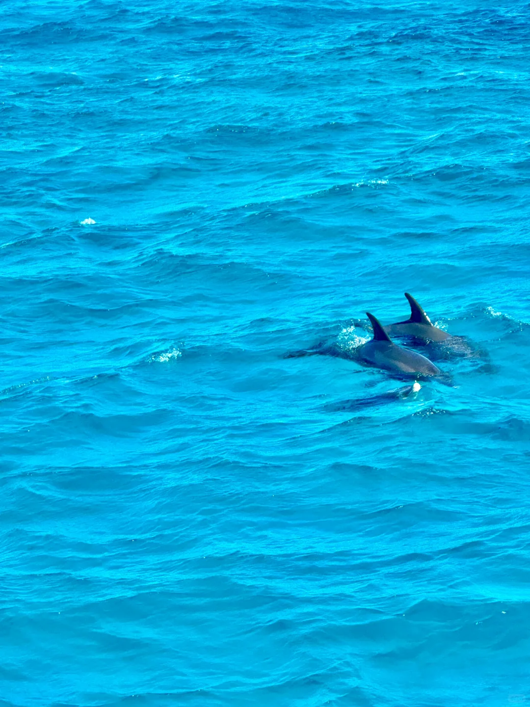 一半红海一半撒哈拉🏜️live感受顶级海张力