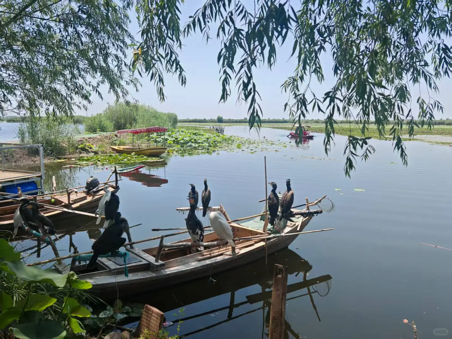 写给来白洋淀朋友的一封信|白洋淀旅游攻略