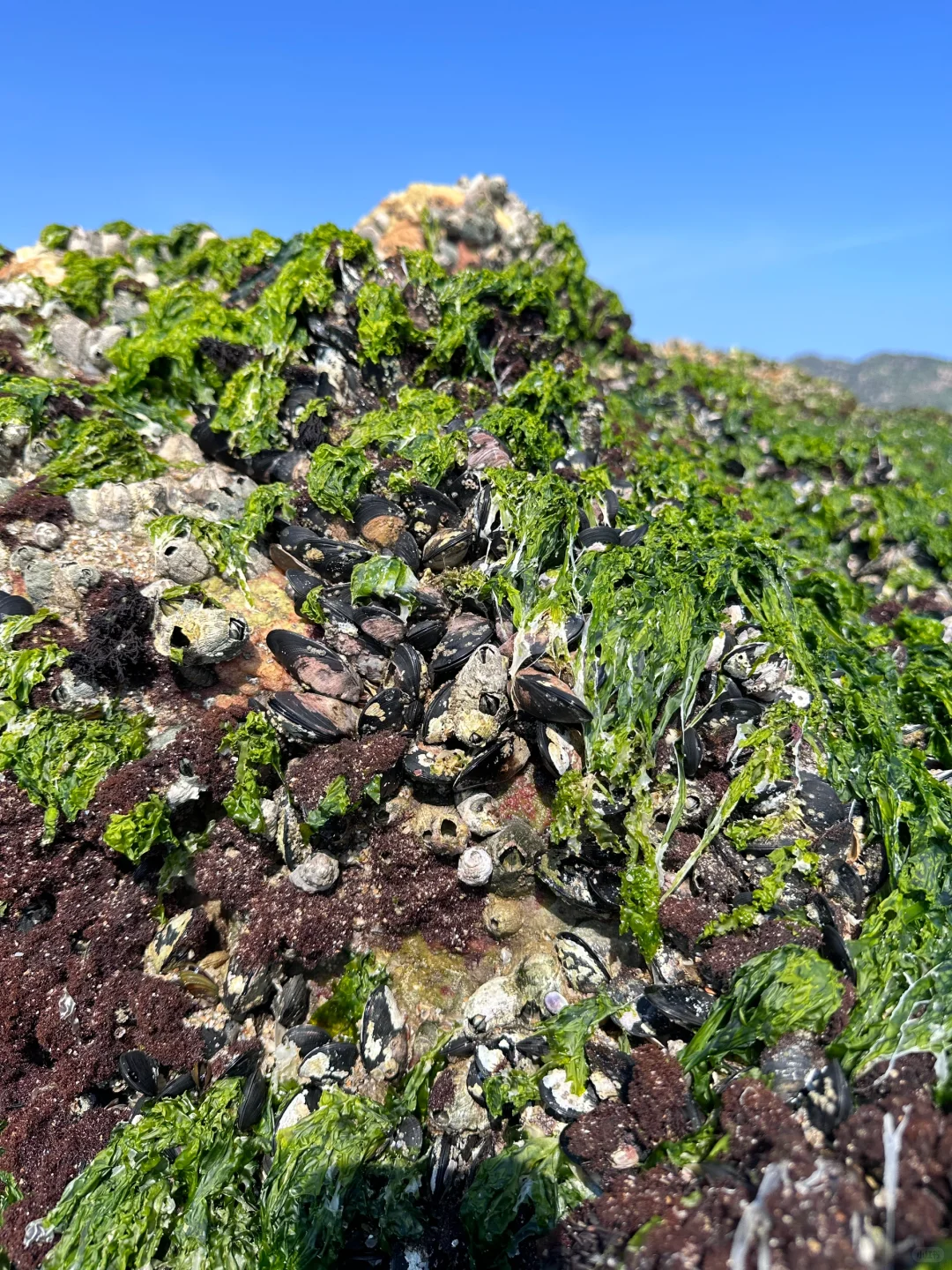 免费赶海‼️开车直达🚘小朋友轻松爆桶🦀️