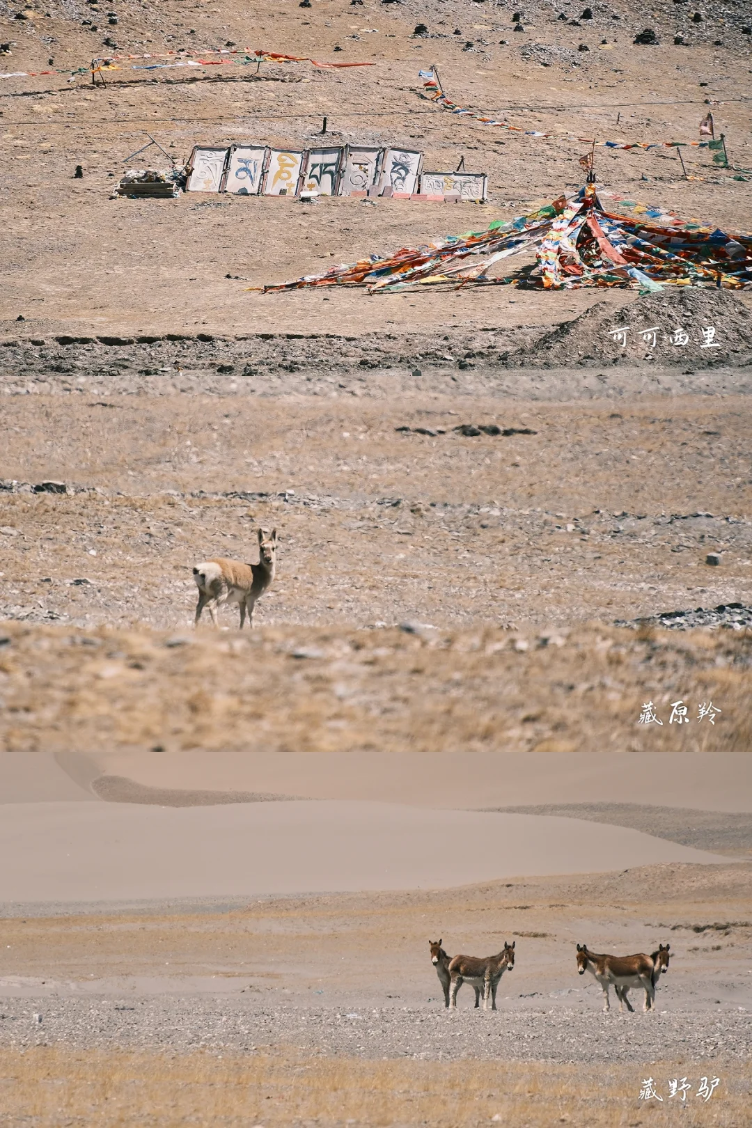 青甘环线｜富士+大西北=五彩斑斓的色卡壁纸