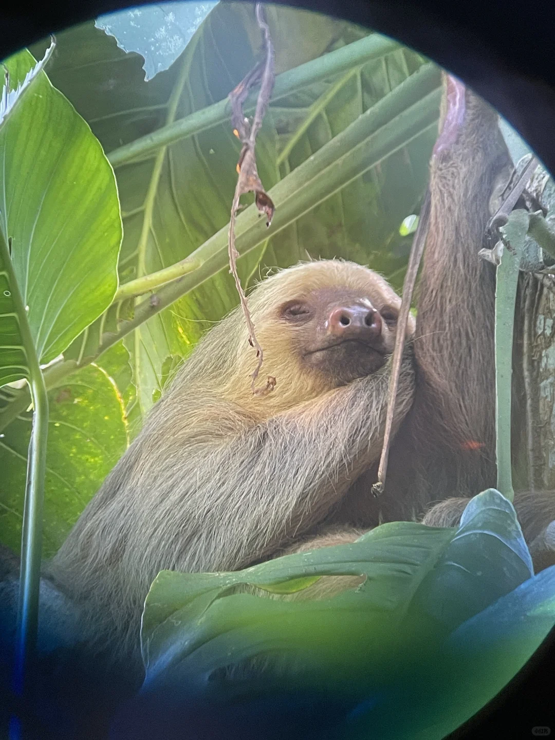 哥斯达黎加5日游小攻略🇨🇷