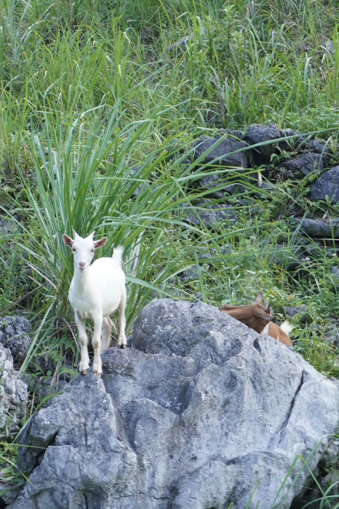 张馨予太会找了！浩坤湖真的绝美！（附攻略）