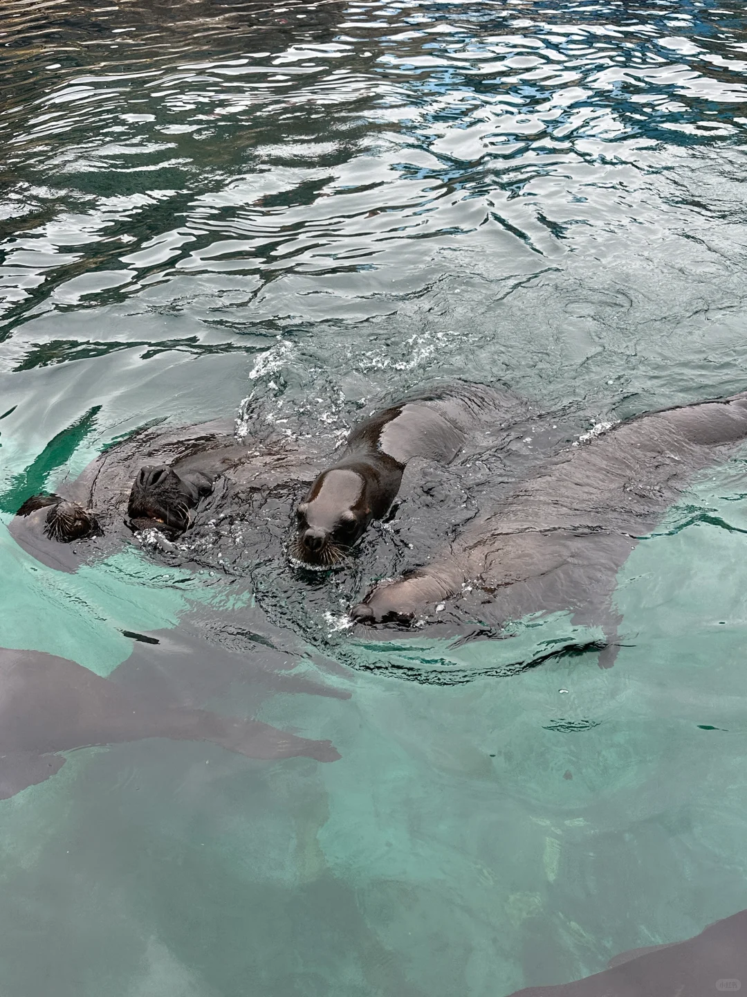 避暑大连！暑假必玩老虎滩攻略！
