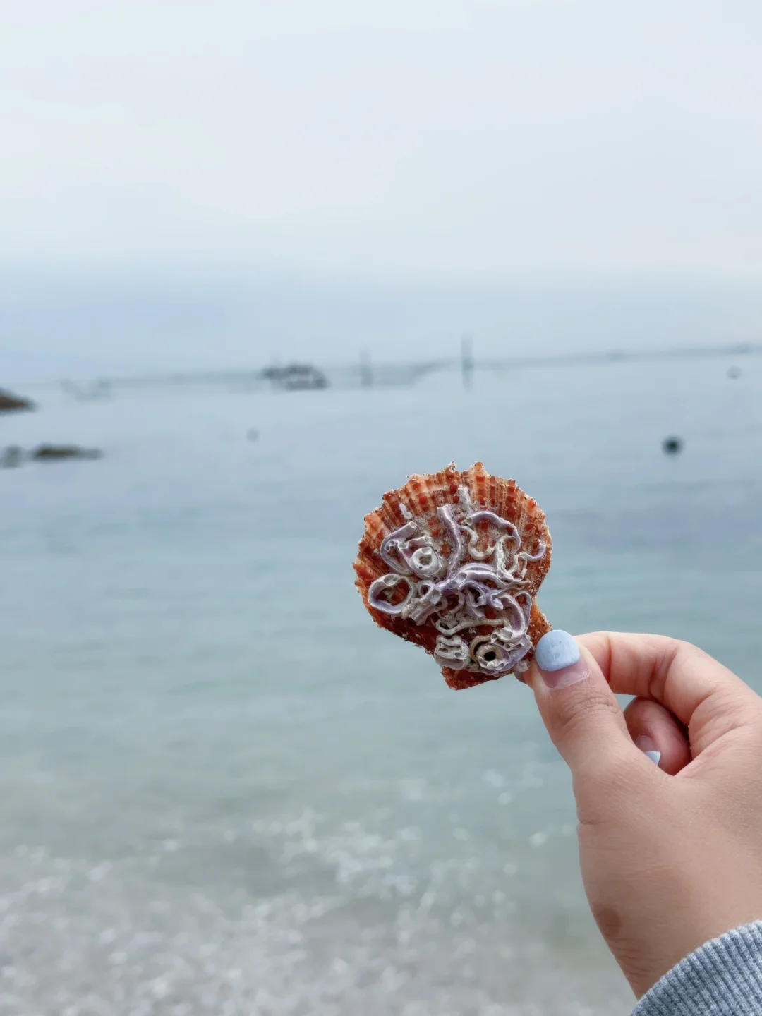 山东F4：青岛/威海/烟台/日照应该怎么选择🌊