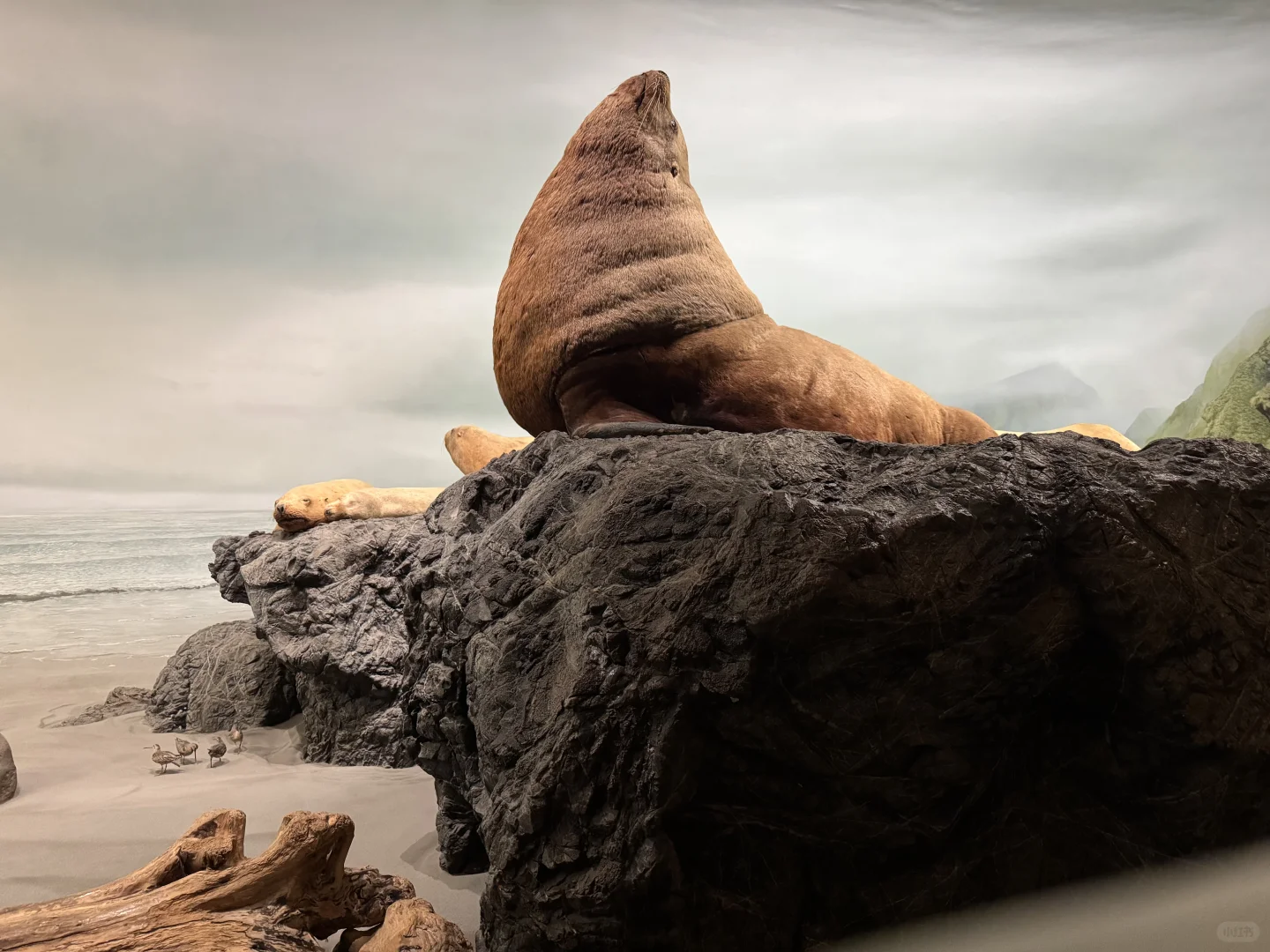 🇨🇦BC｜维多利亚一日游无车版攻略