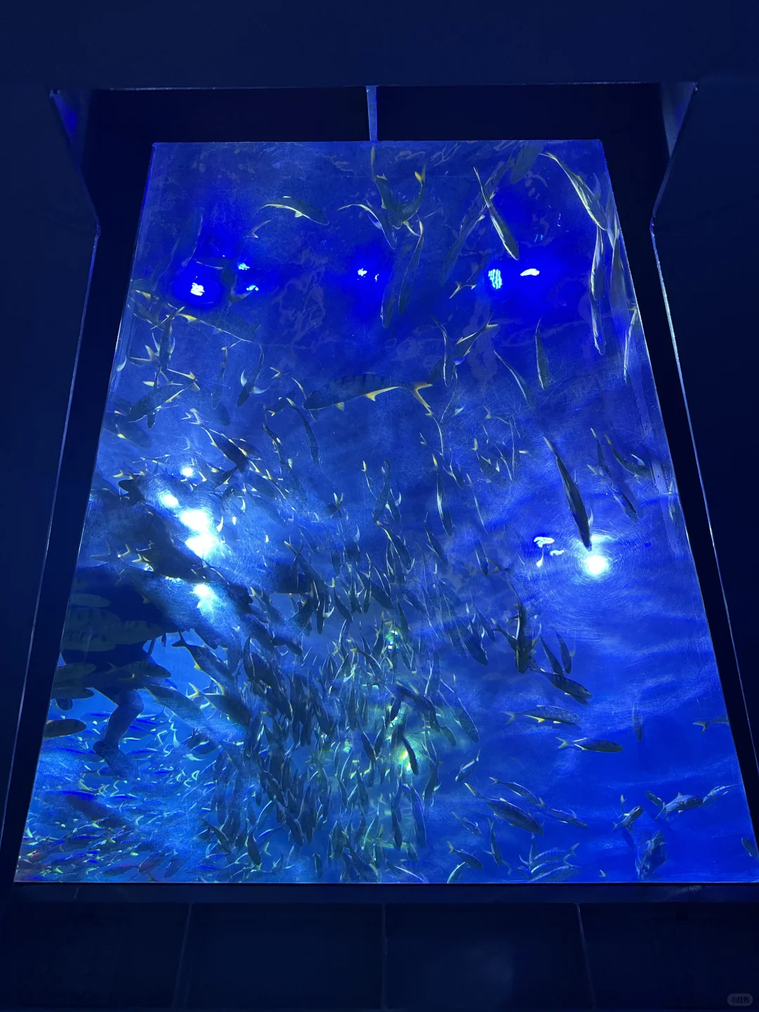 避暑大连！暑假必玩老虎滩攻略！