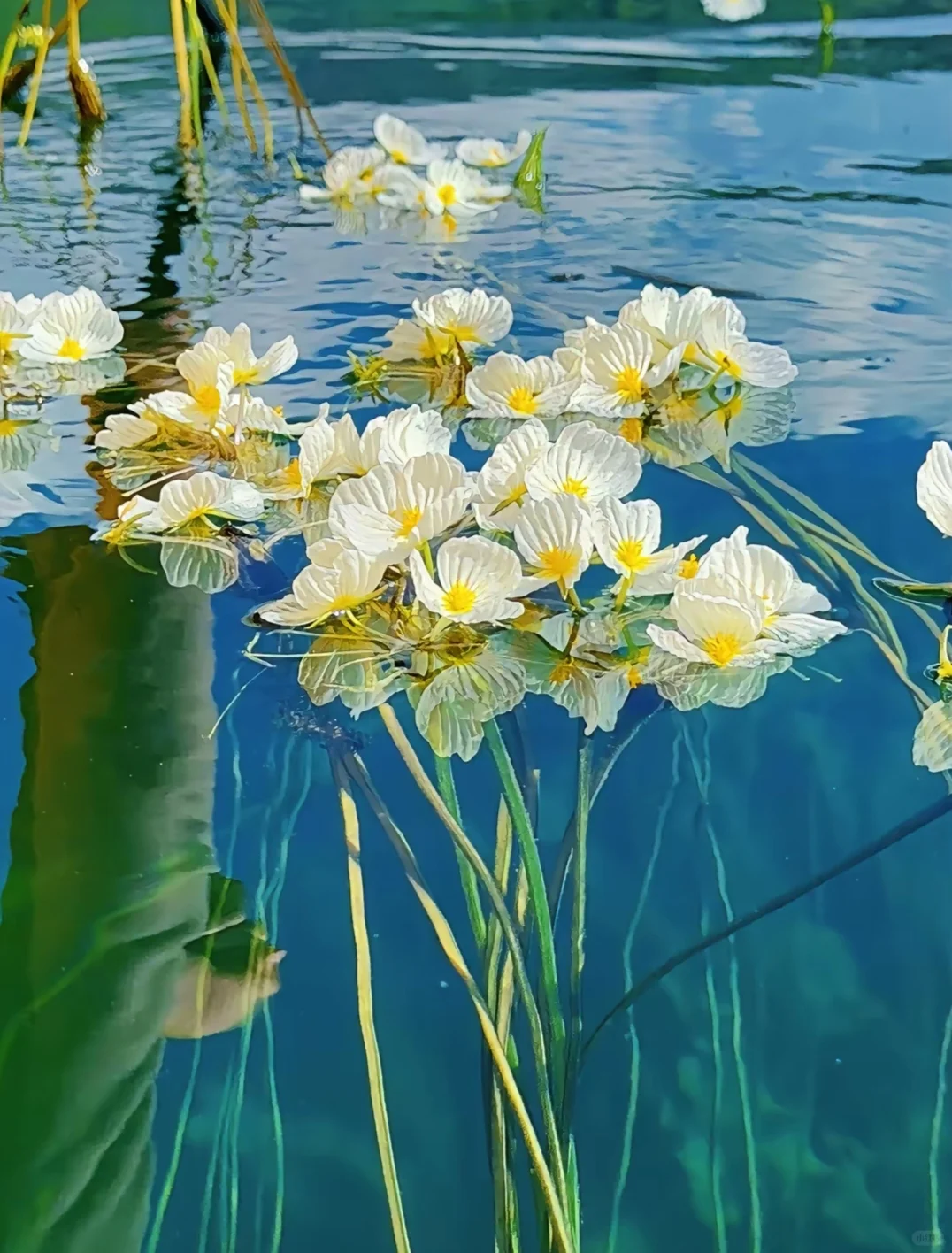 7月泸沽湖保姆级攻略🔥避坑指南+玩法‼️