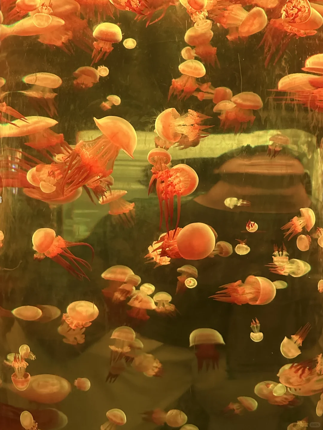 避暑大连！暑假必玩老虎滩攻略！