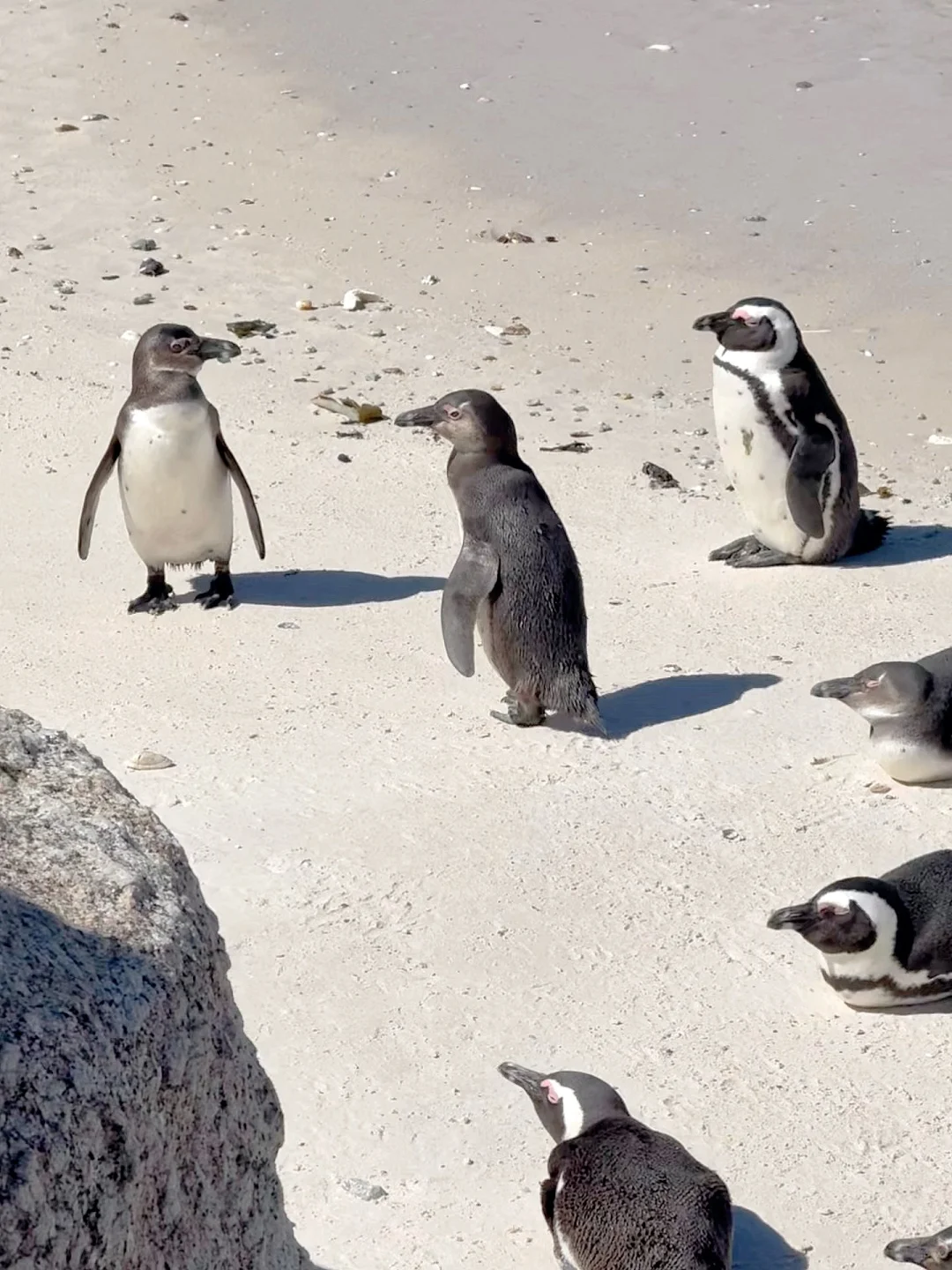 这是真的吗？企鹅怎么在沙滩上走啊🥹
