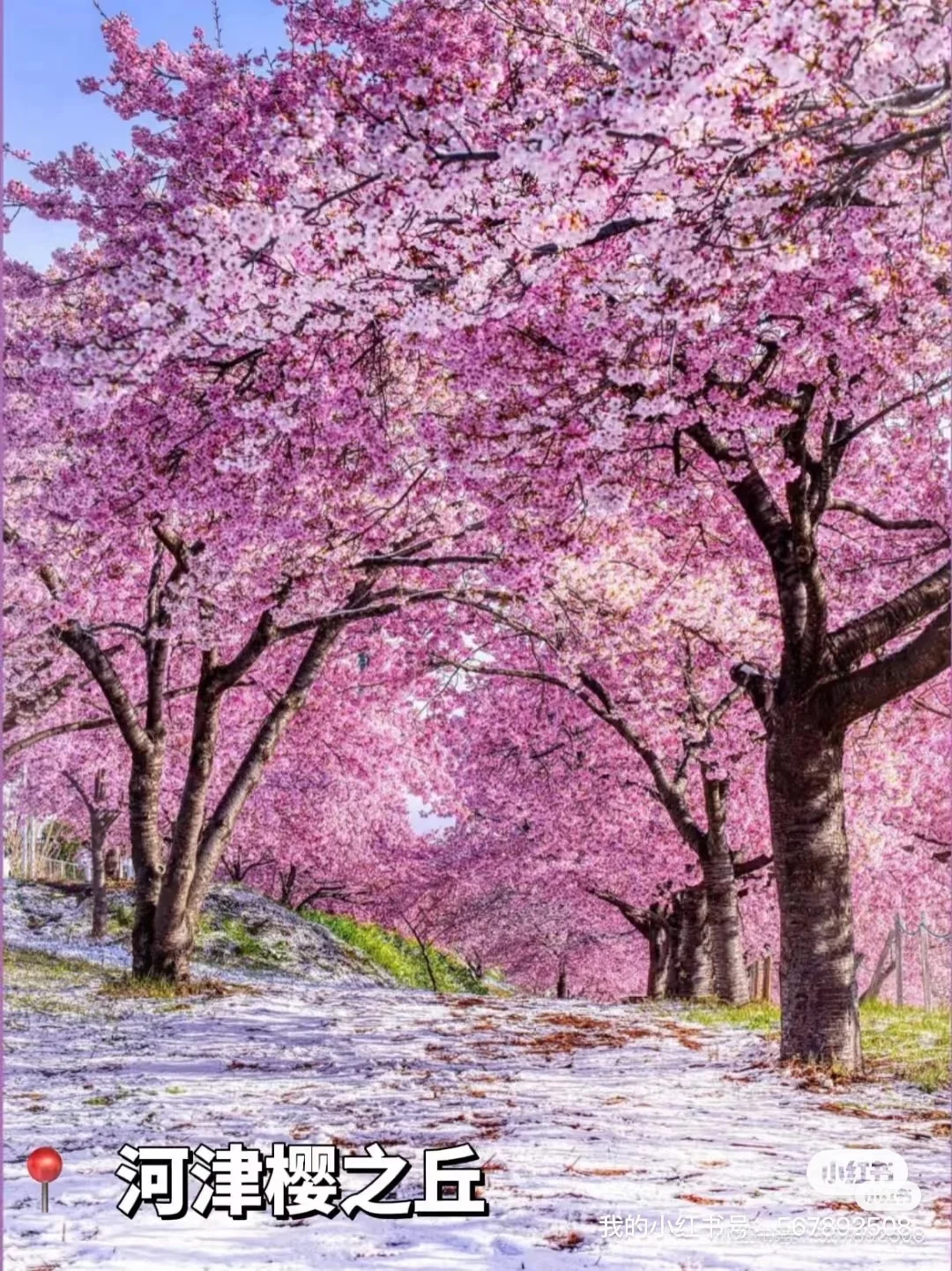 来日本🇯🇵伊豆必玩9大景点