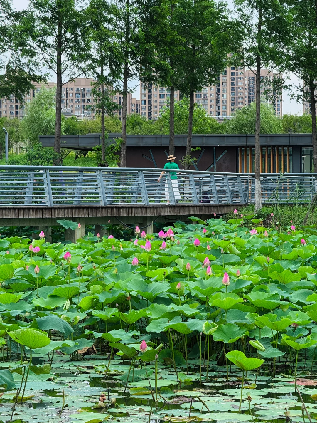 6.20🪷实况！无锡云林生态荷花下周全盛期！！！