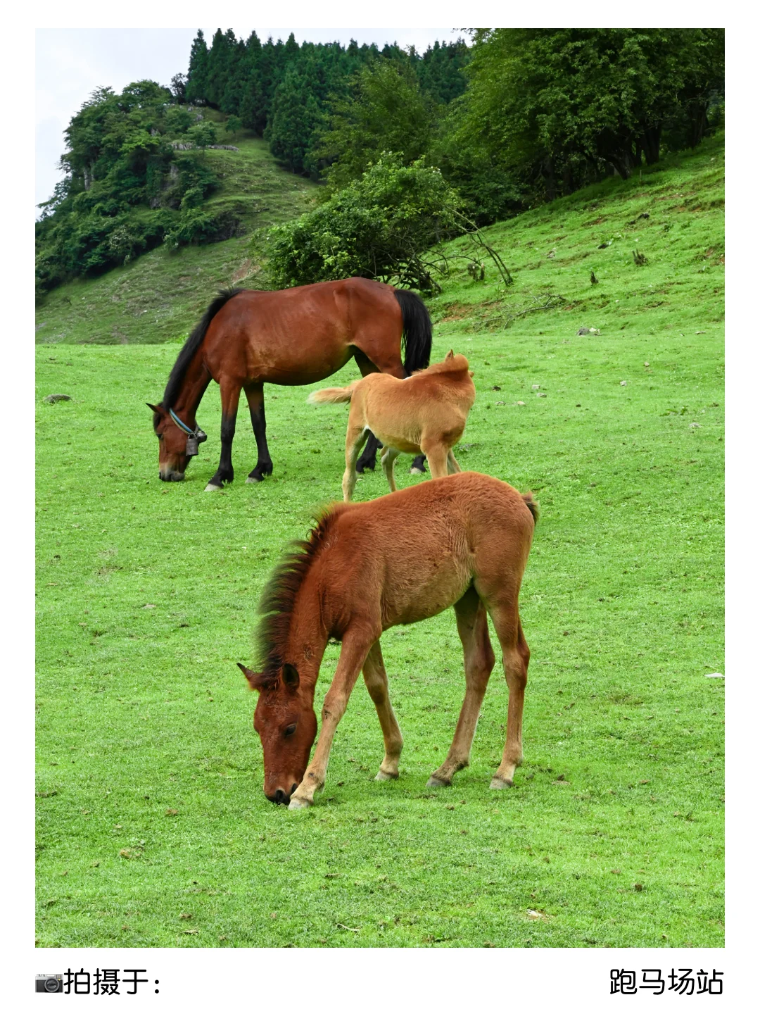 二孃叫我📣暑假来重庆避暑？