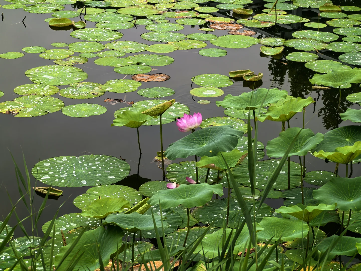 衡水一日游（休闲打卡）