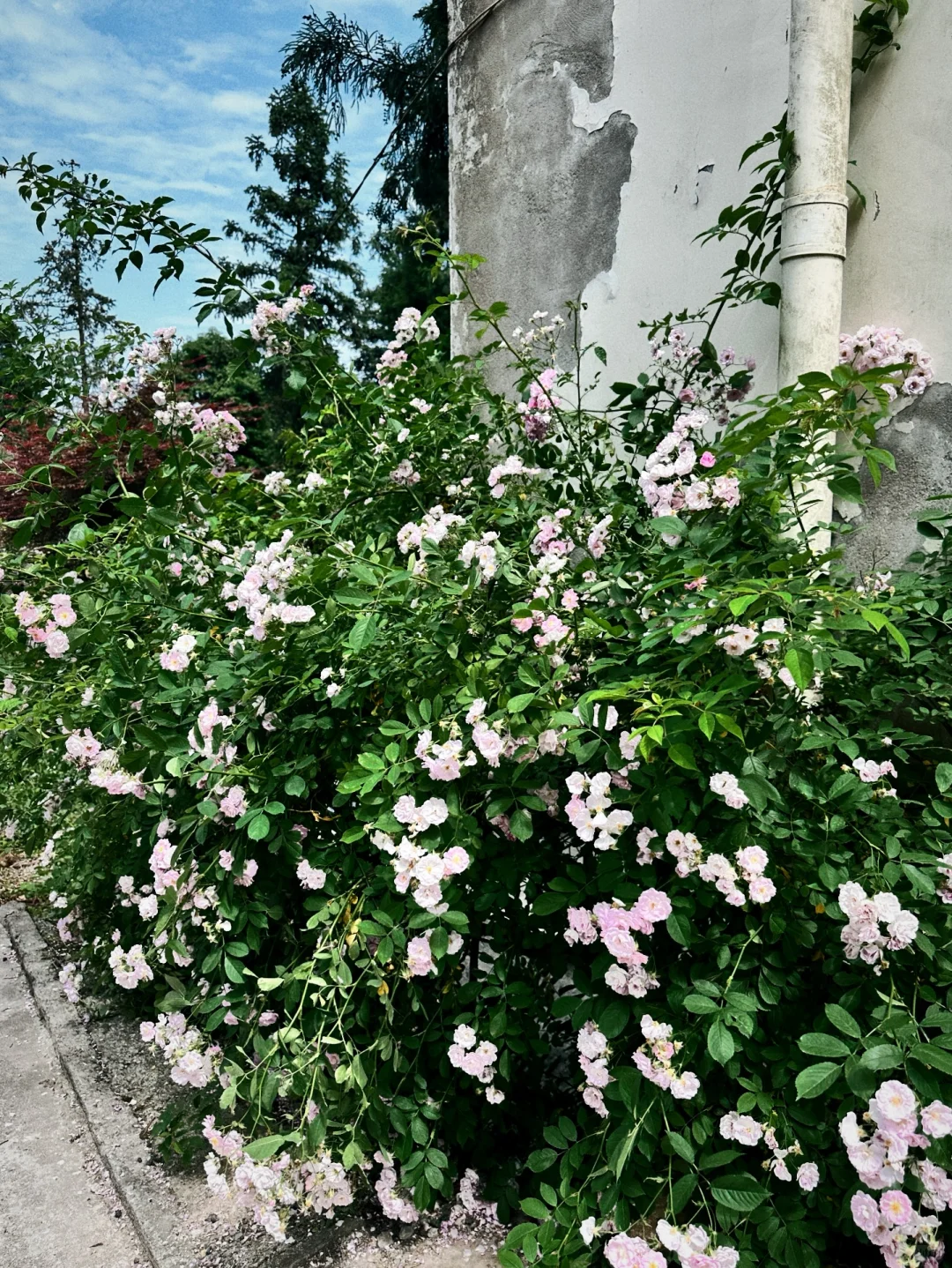 📍雅安·蒙顶山||茶韵千年，云游蒙顶