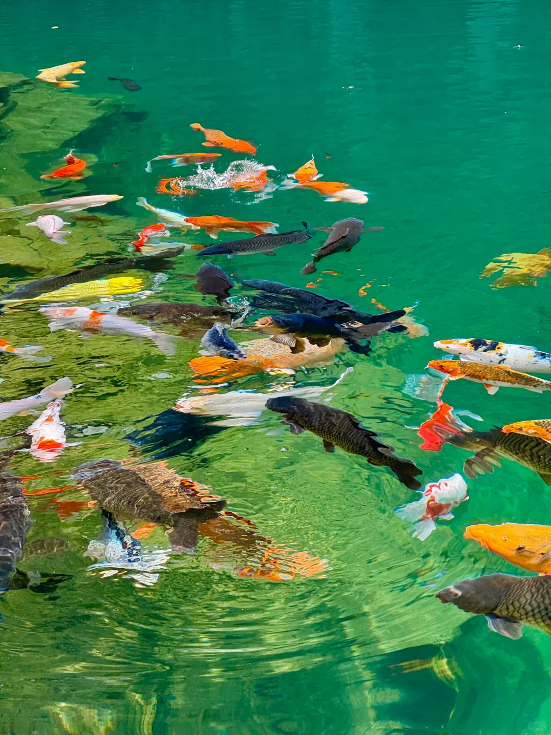 03女大📍桐庐/两天一夜精华版旅游攻略‼️