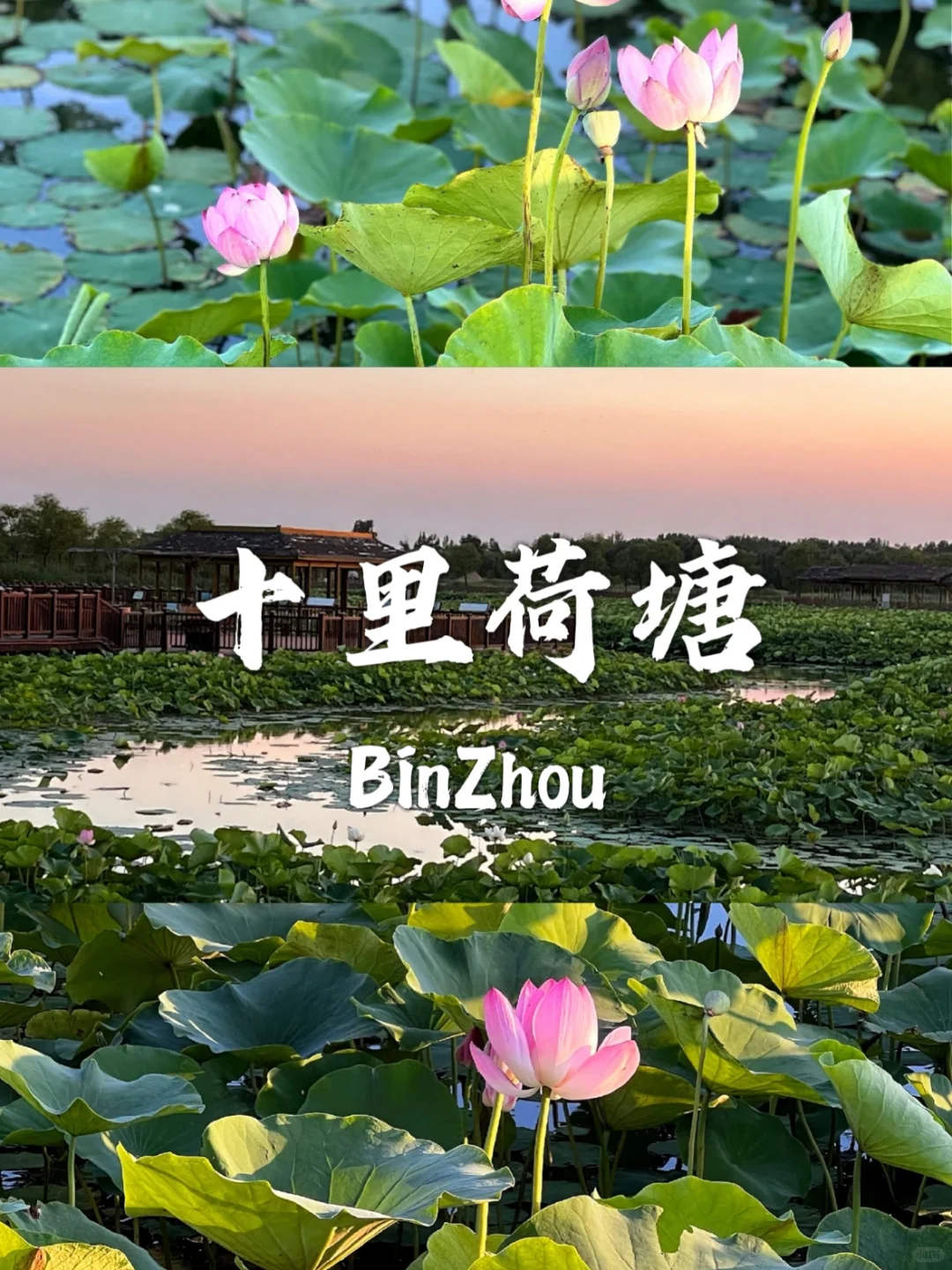 滨州不能错过的九个宝藏打卡地~