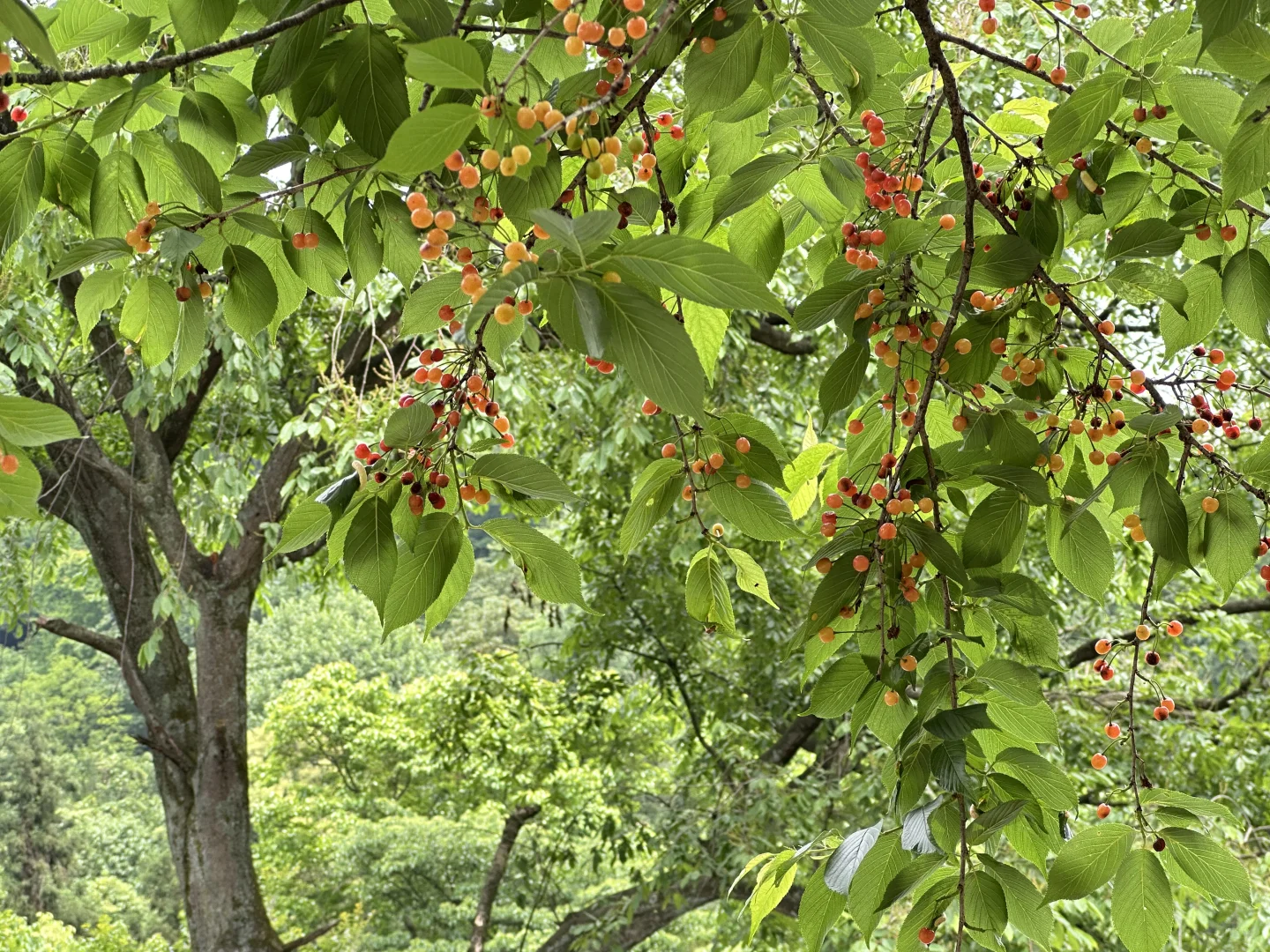 📍雅安·蒙顶山||茶韵千年，云游蒙顶