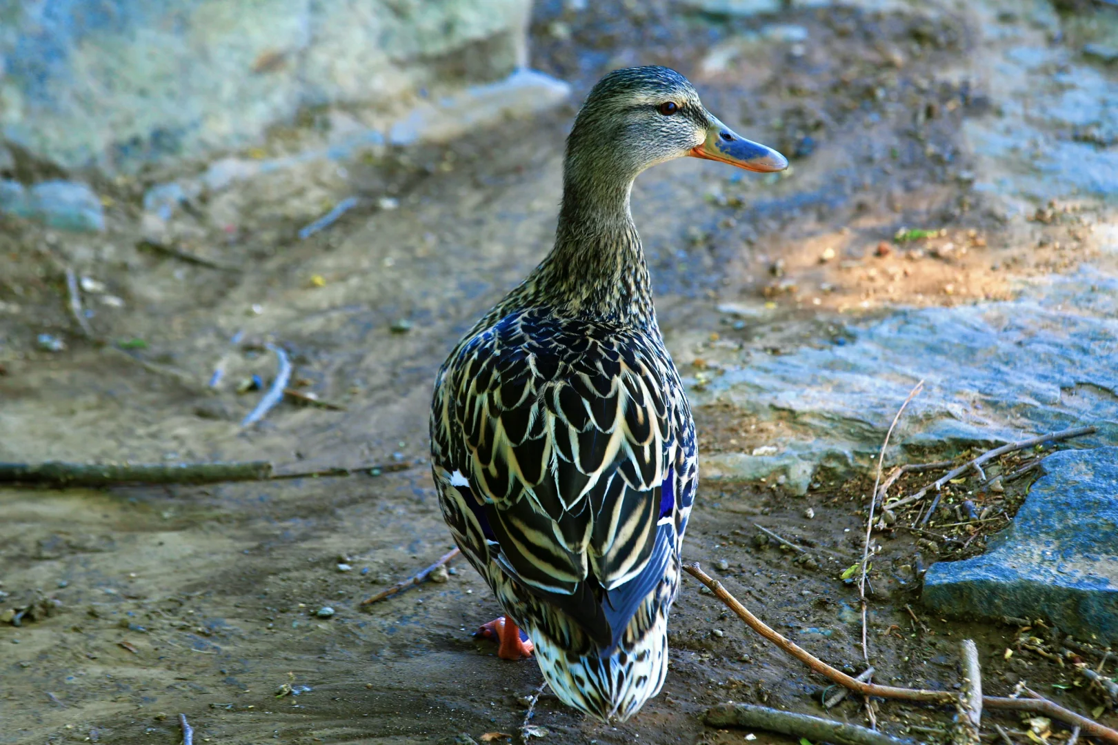 颐和园，太美了。