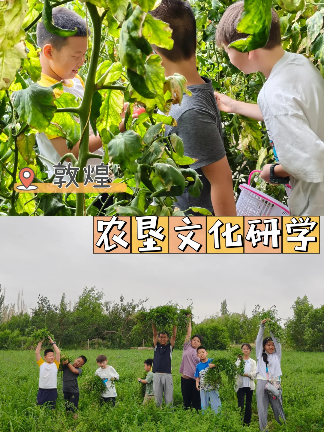 敦煌农垦研学，红枣博物馆奇遇记