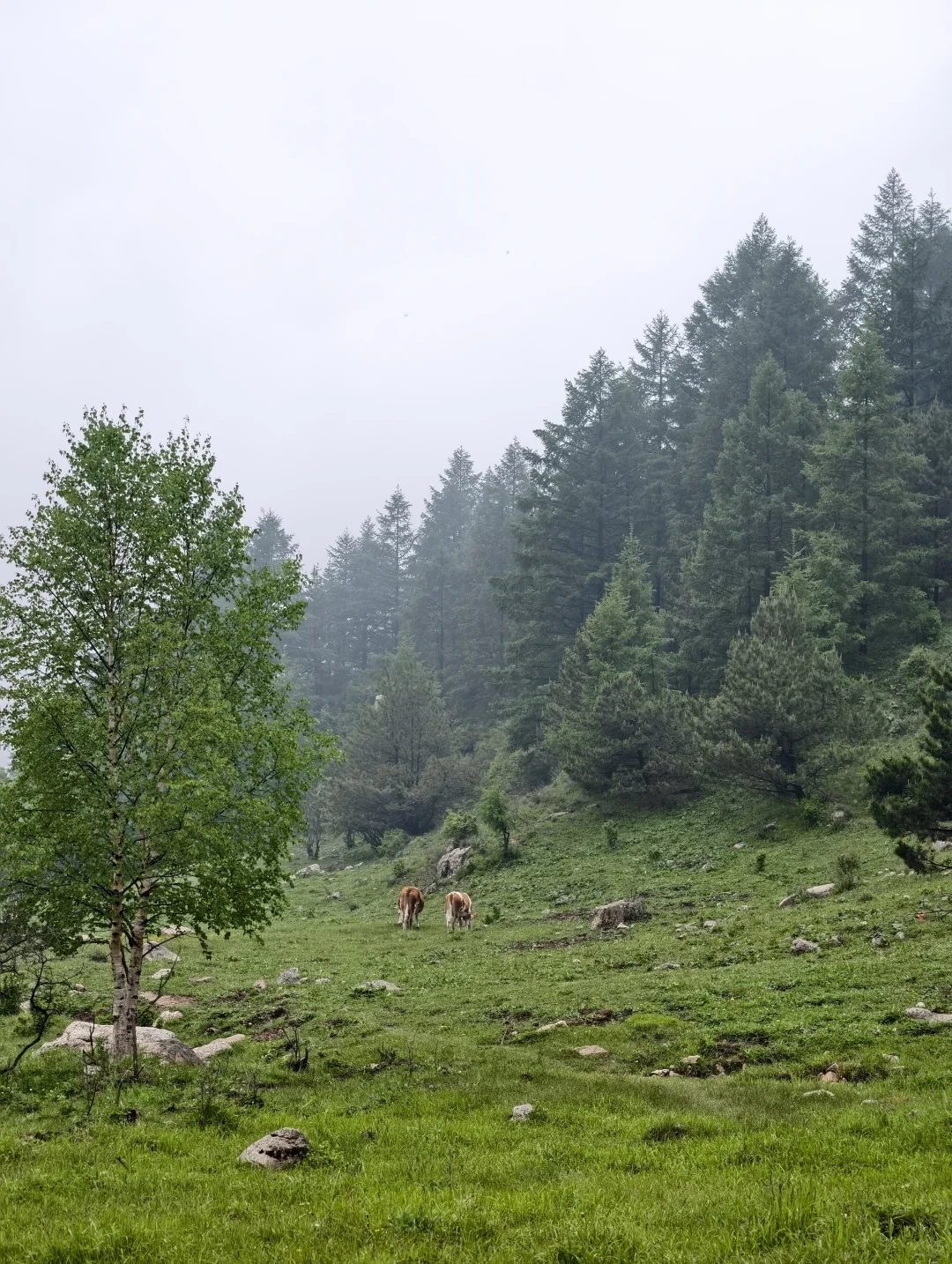 石家庄｜最爱的亚高山草甸（附路线）