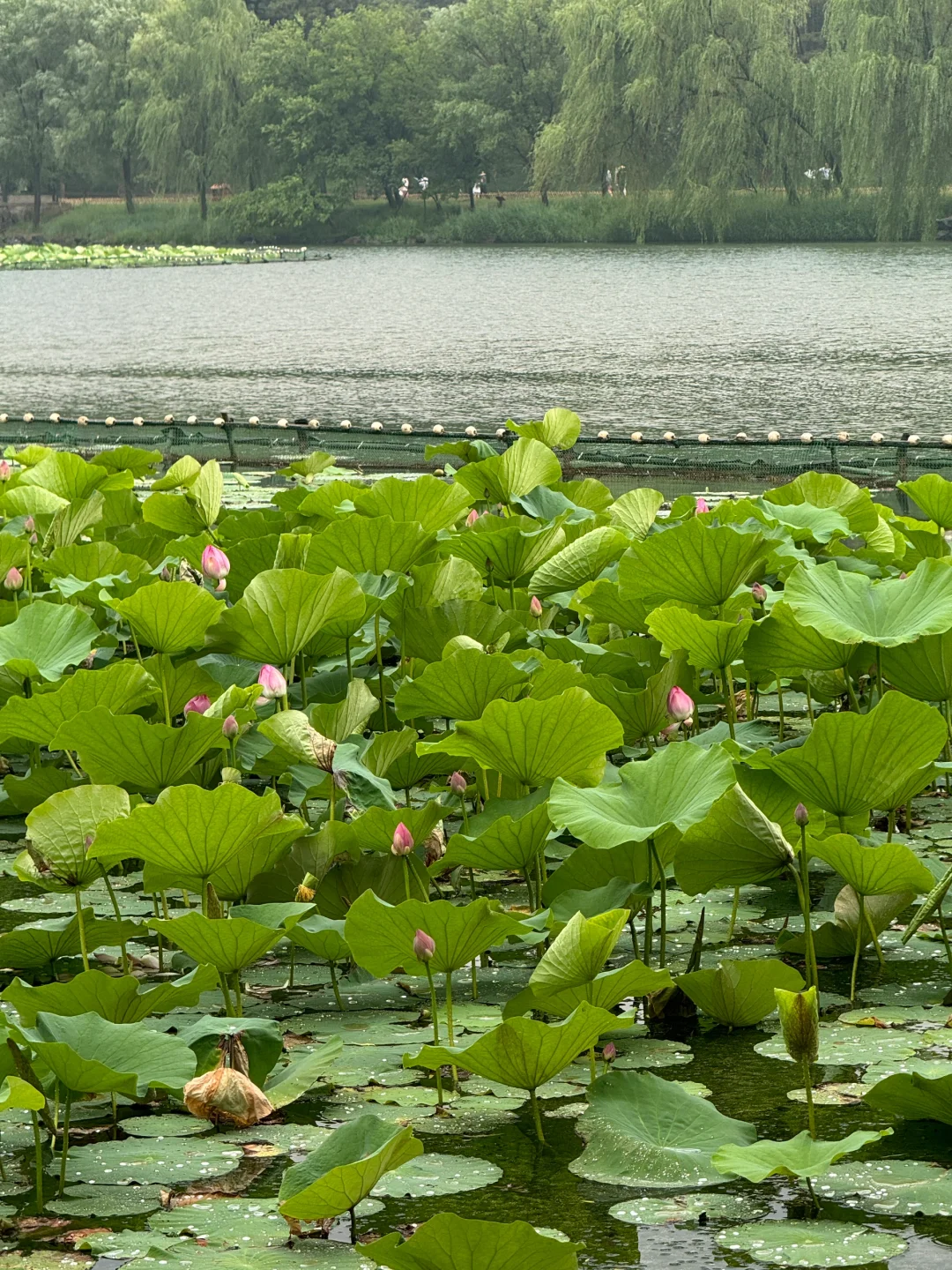 避暑山庄、小布达拉宫打卡