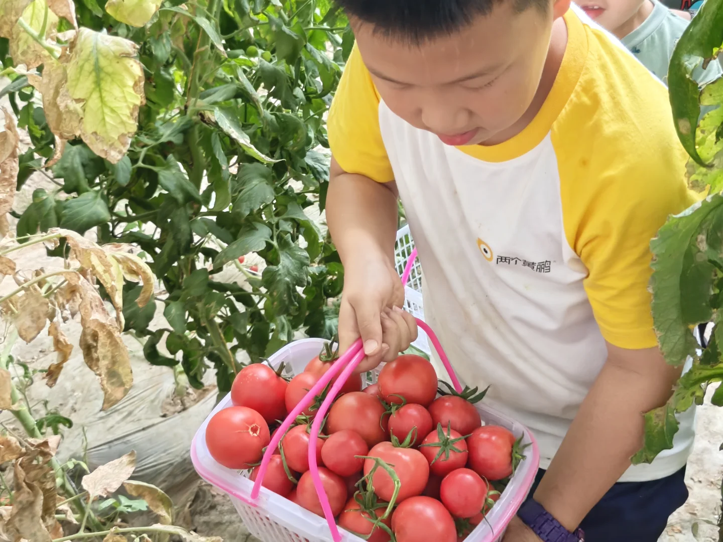 敦煌农垦研学，红枣博物馆奇遇记