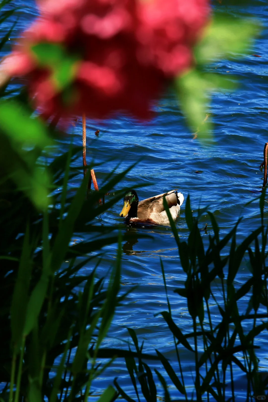 颐和园，太美了。