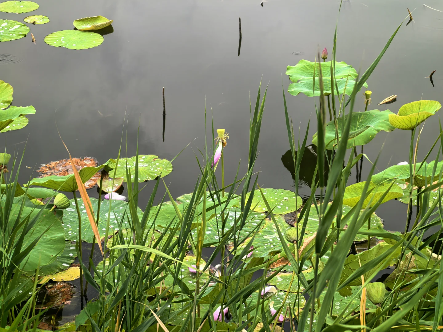衡水一日游（休闲打卡）