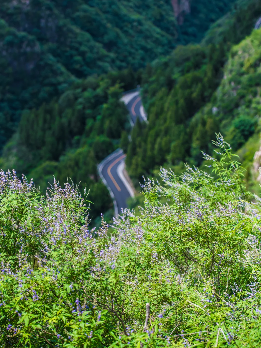 夏天请停止对我的“烤验”🍃深山避暑指南