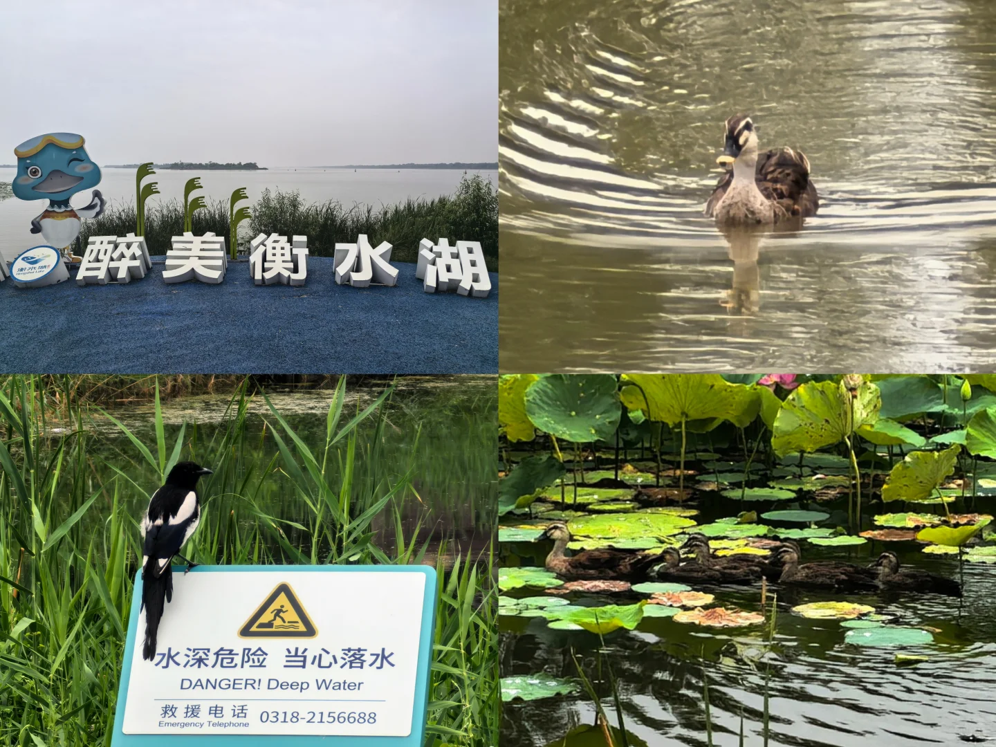 衡水一日游（休闲打卡）