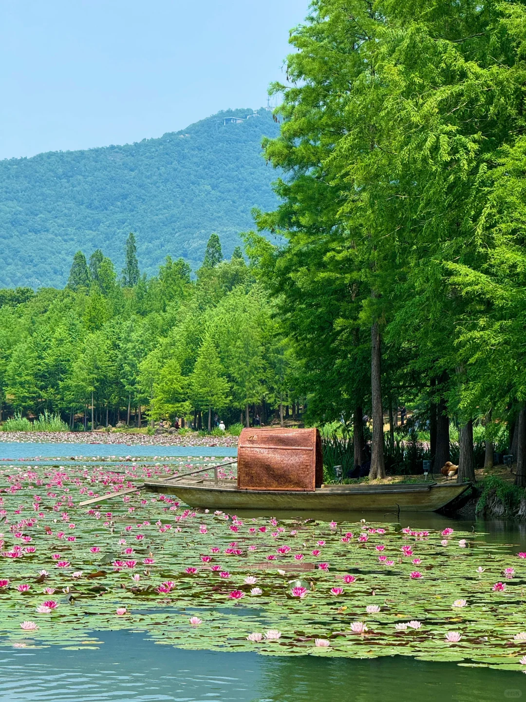 Live🌿|不敢想这美景在南京是免费看的。。。🥹