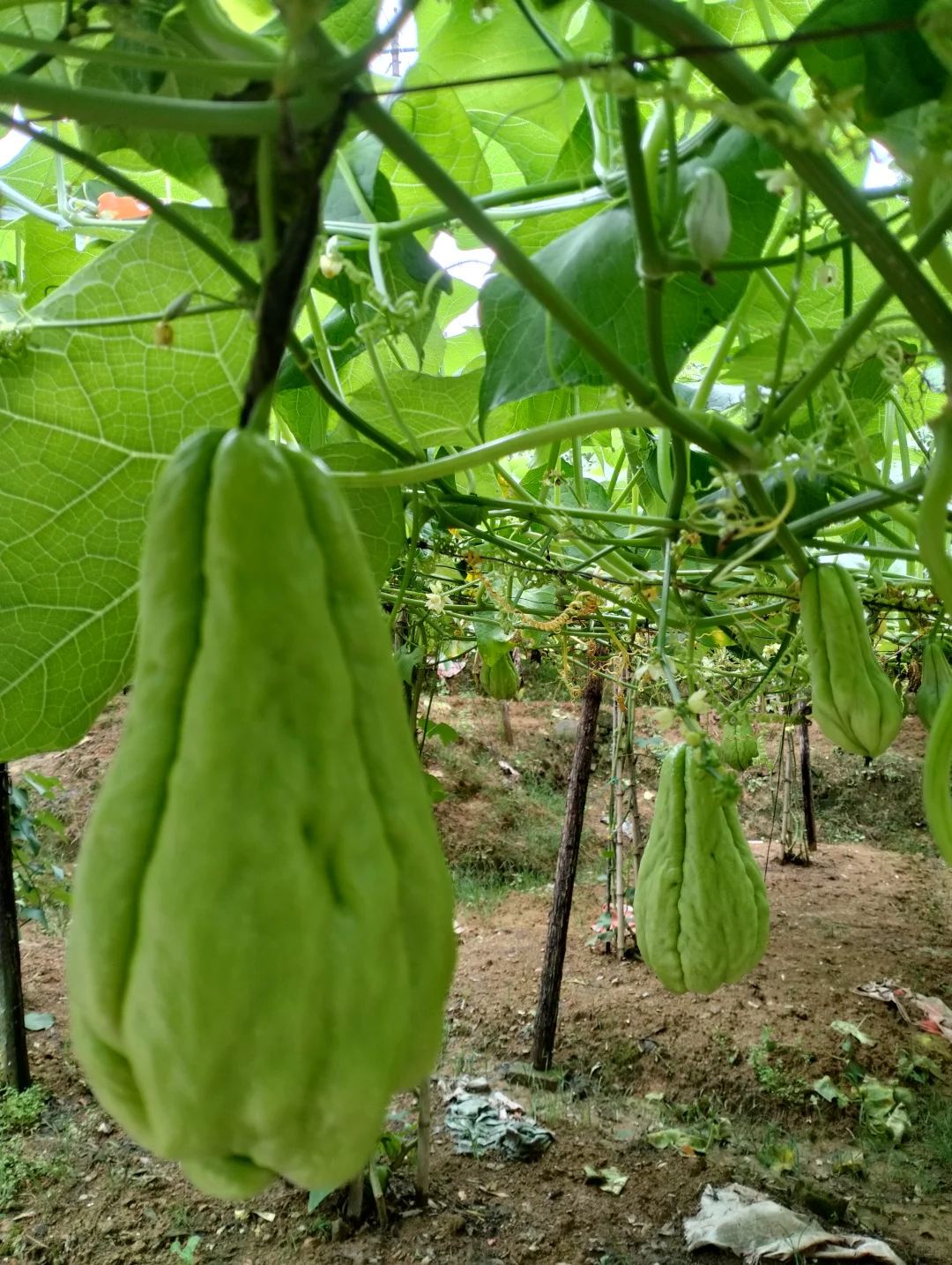 梧溪村,不愧是福建认证的“避暑清凉福地”
