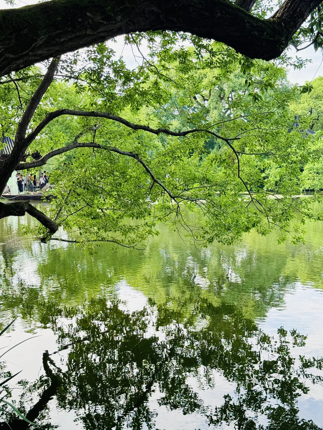 🌲杭州水上巴士｜3元就能体验到的水上江南