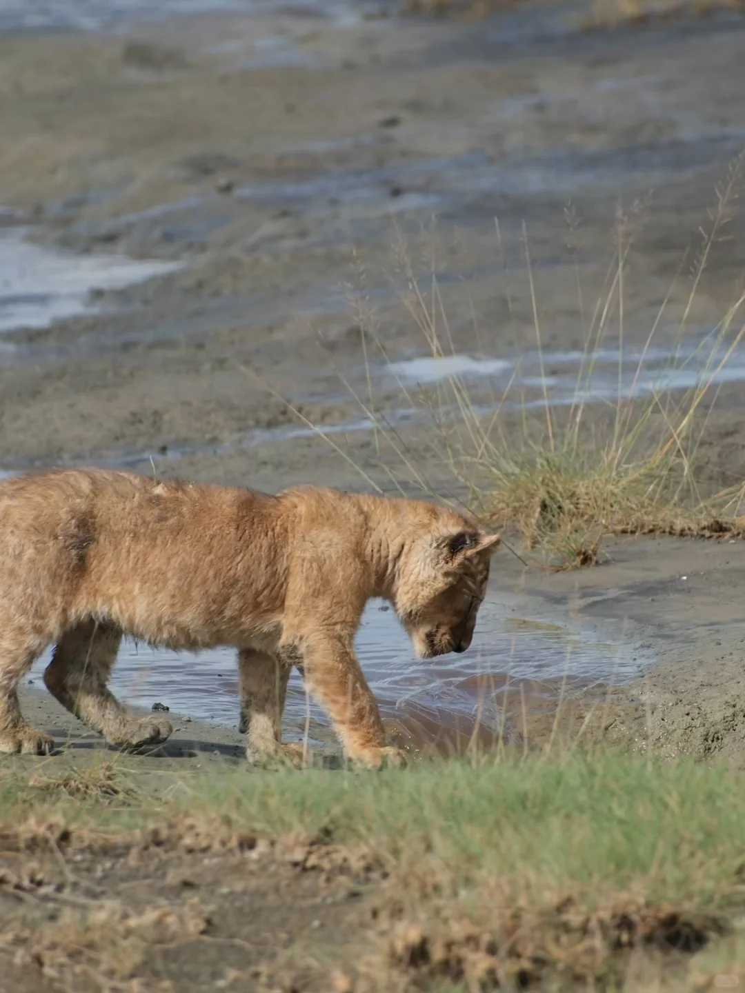 在非洲,我看到了生命最初的模样🦒🦁🦓