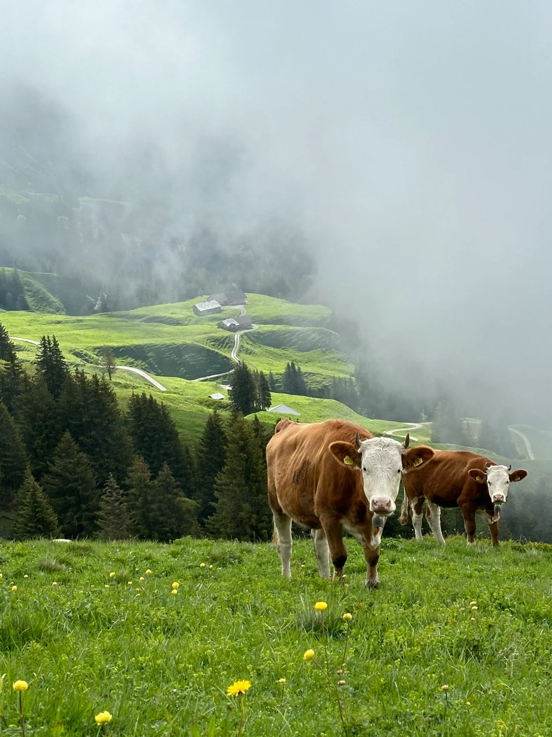 瑞士🇨🇭回国后，人抑郁了