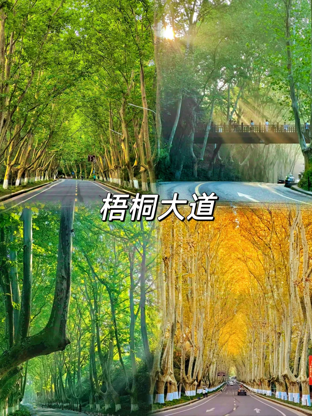 人均500💰南京超详细吃住行攻略❗直接抄