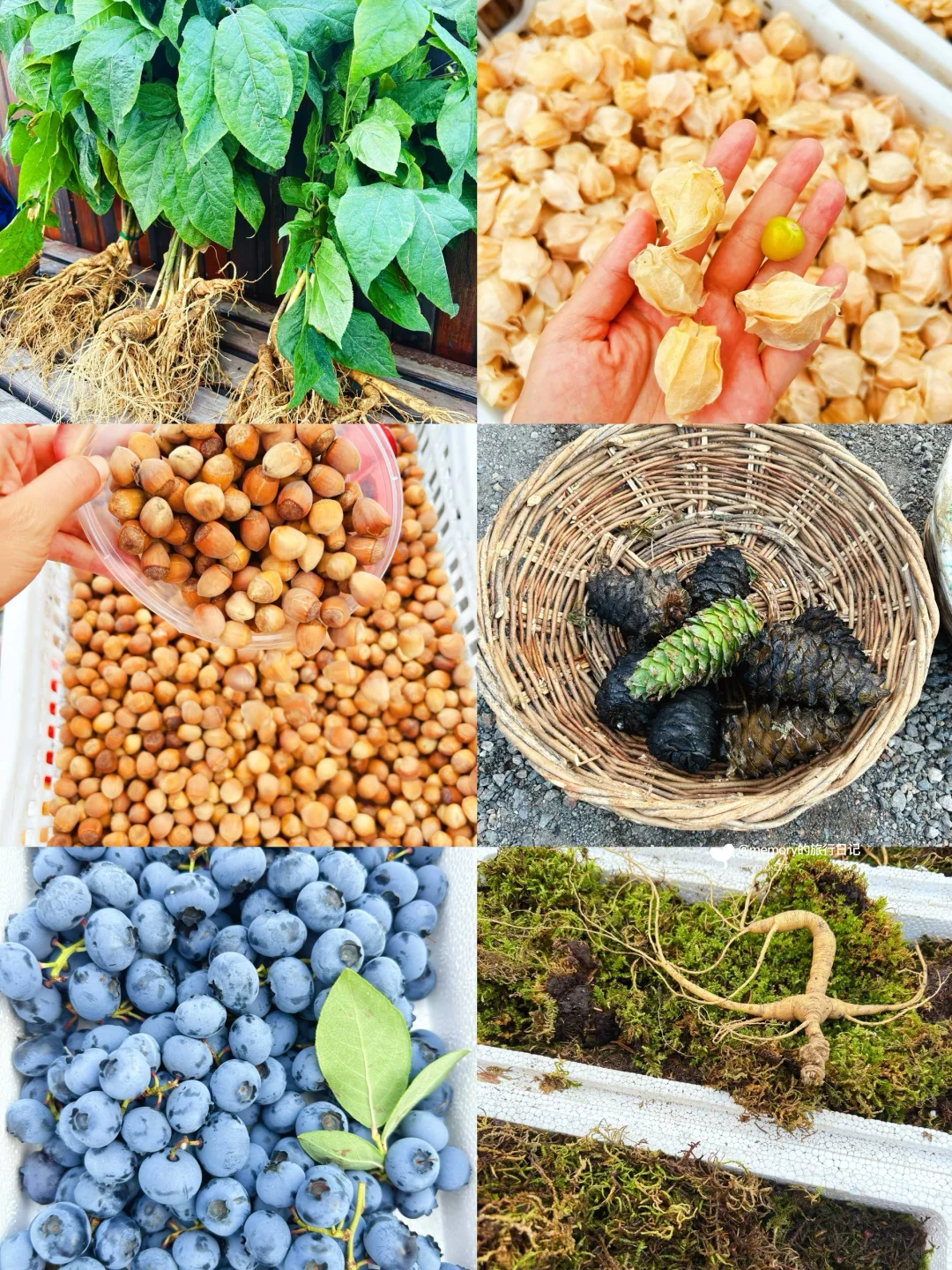 沈阳-长白山-延吉-哈尔滨🗺️东北9天8夜