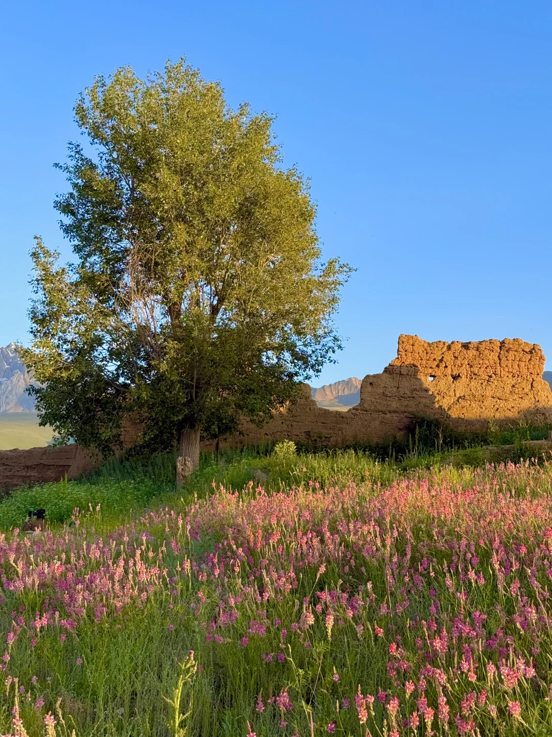 这就是，川西夏天的含金量live