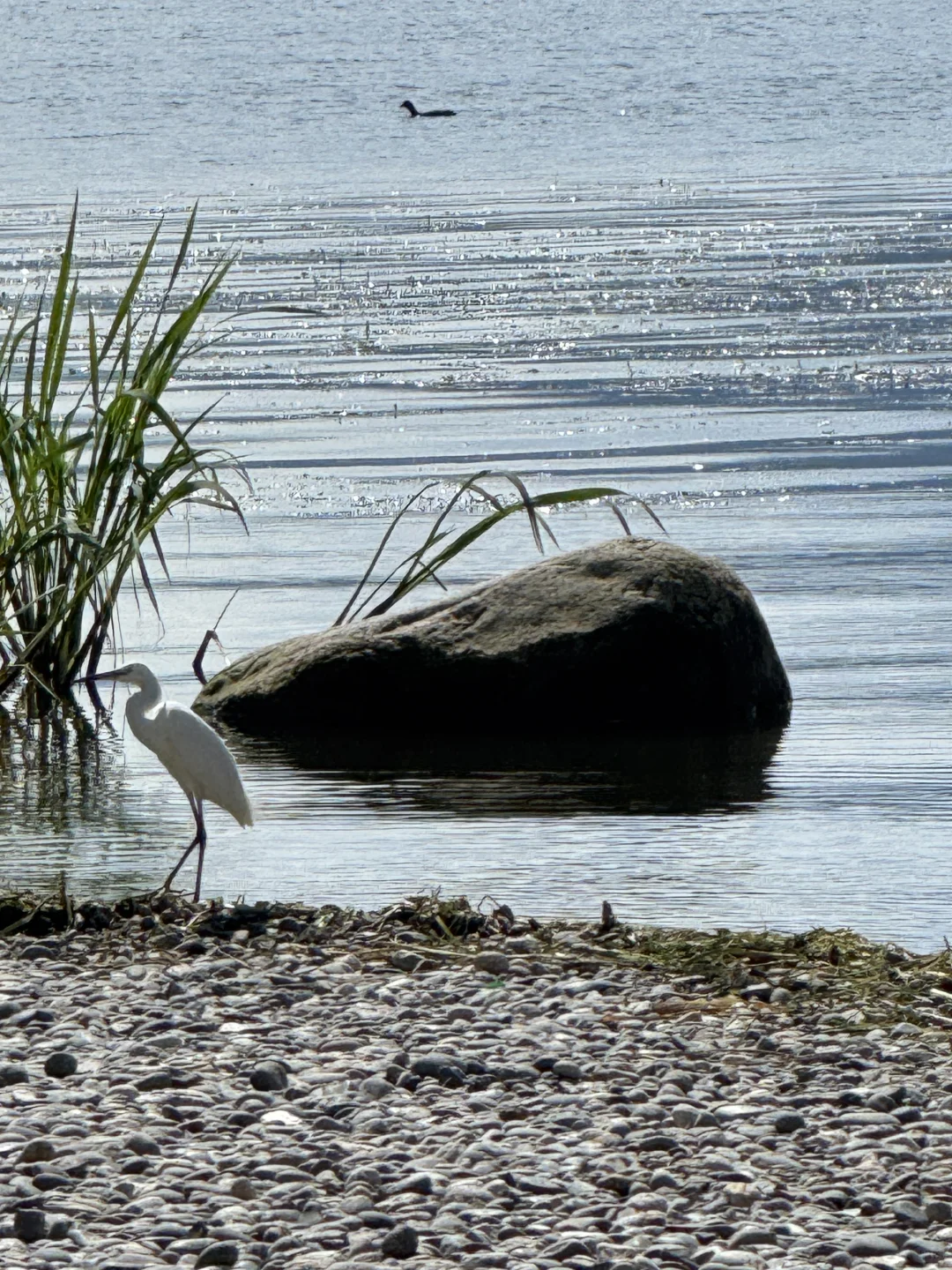 带娃去大理 不费妈的旅游攻略（一）🔥