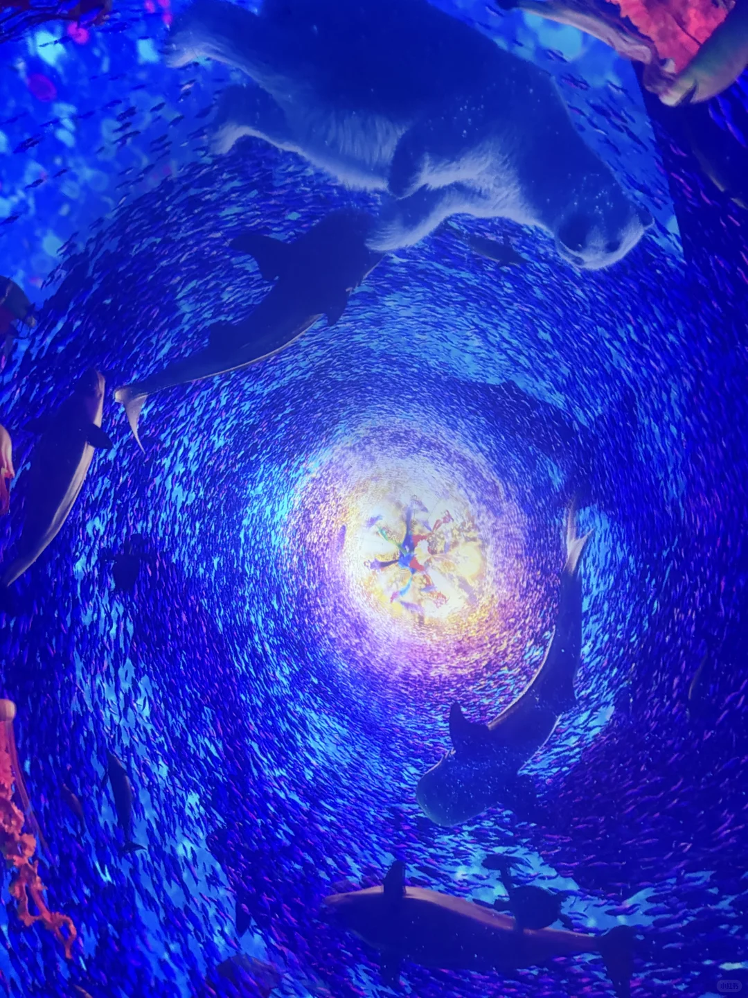 来天津极地海洋公园玩嗨了！