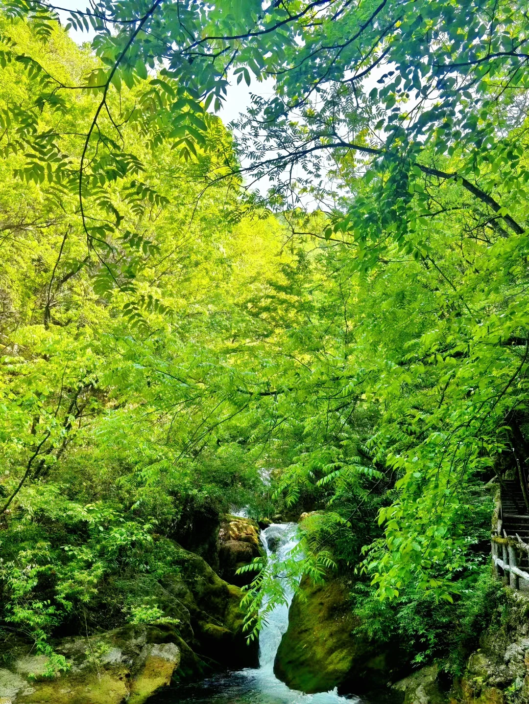 躲进18℃神农架💦小众无人的避暑秘境