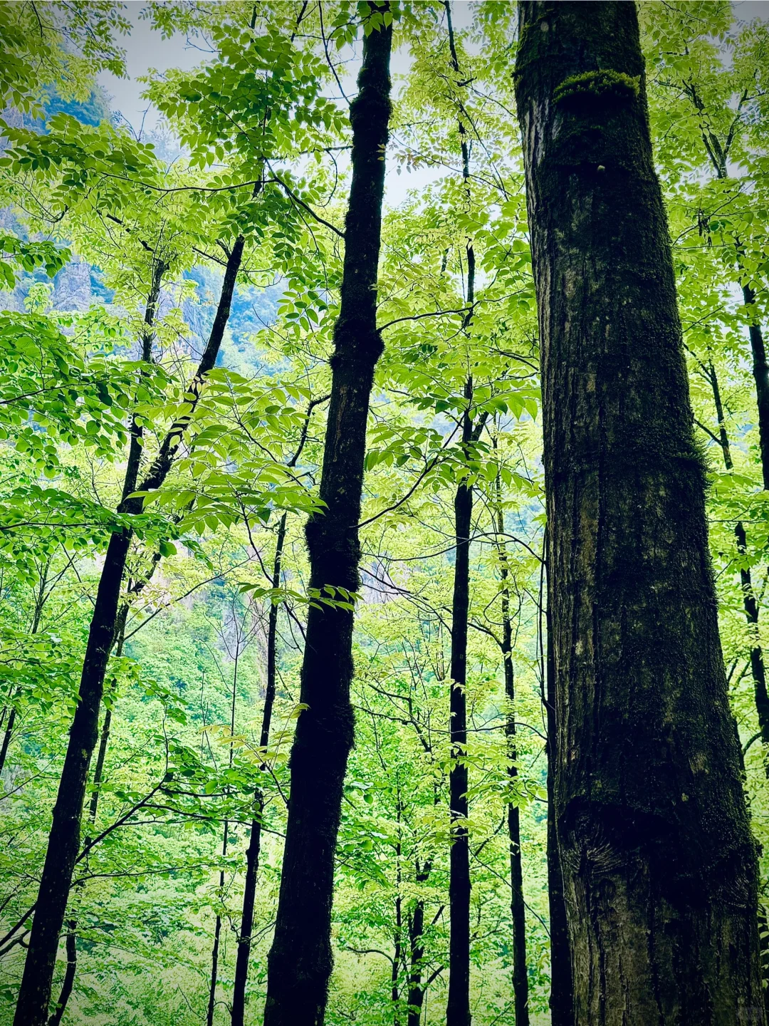神农架 | 漫步迷雾森林，解锁华中屋脊的神秘