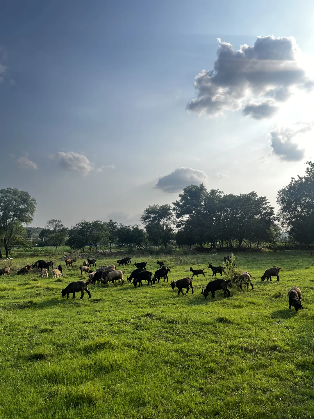 属于河北人自己的阿勒泰