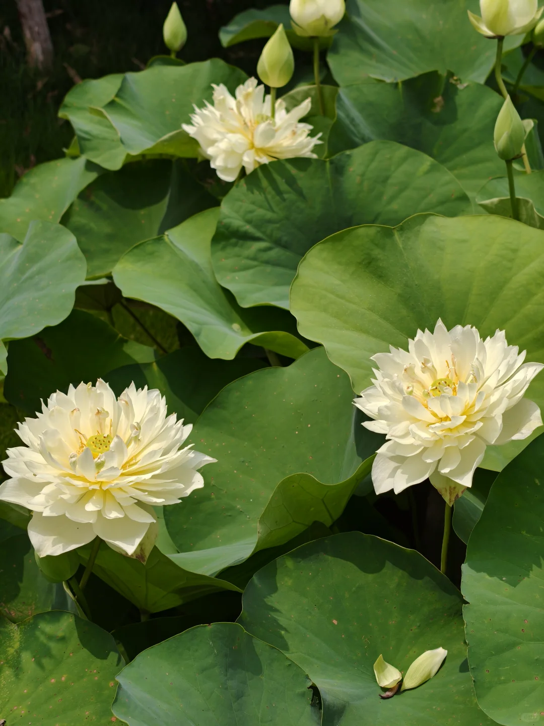 琉璃塔下莲花仙境！这几个机位真的出片