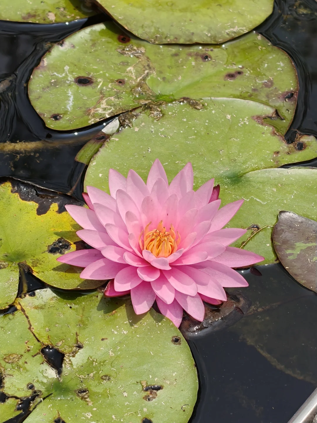 琉璃塔下莲花仙境！这几个机位真的出片